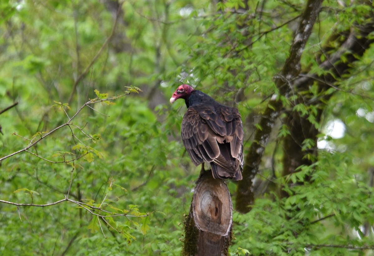 Turkey Vulture - Erik Johnson