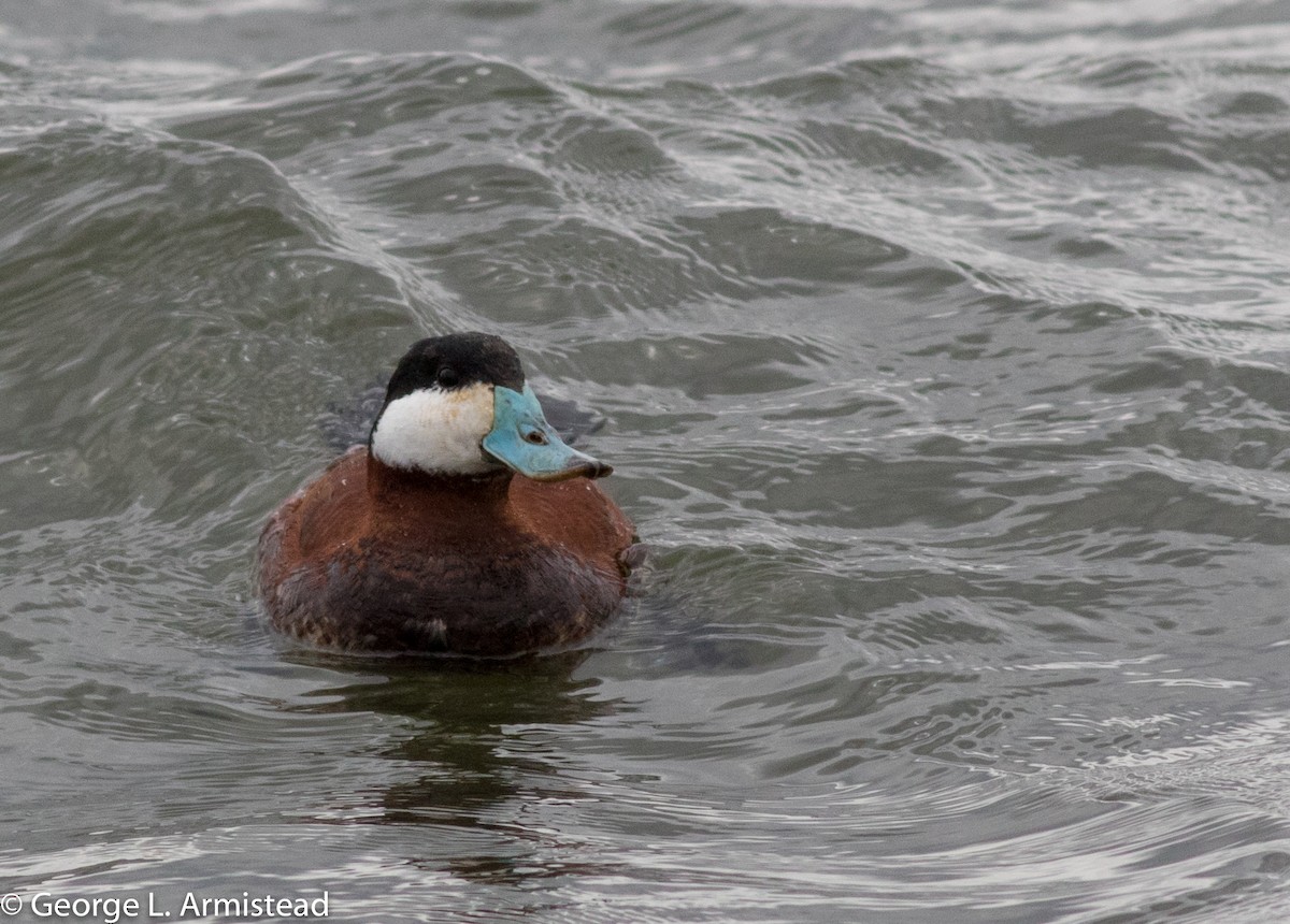 Ruddy Duck - George Armistead | Hillstar Nature