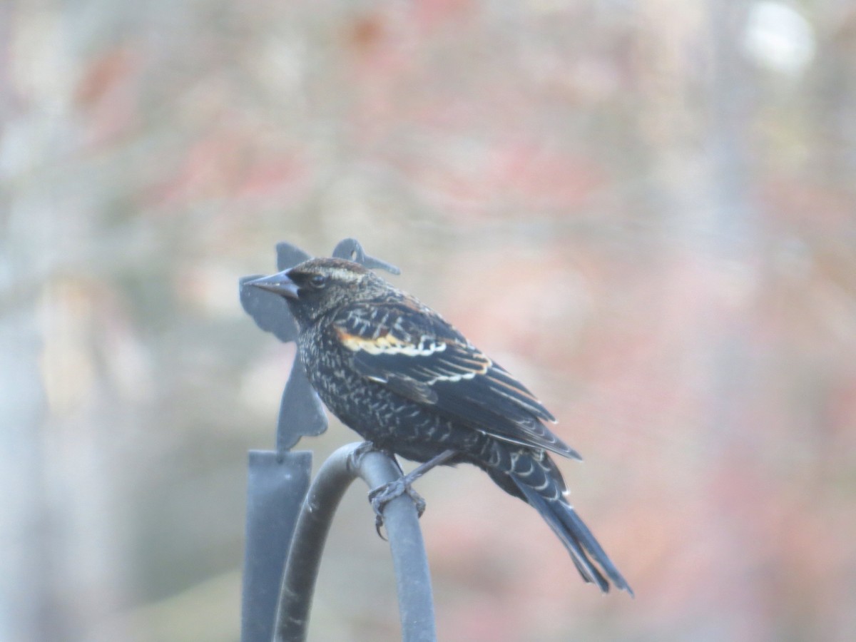 Red-winged Blackbird - ML21741971