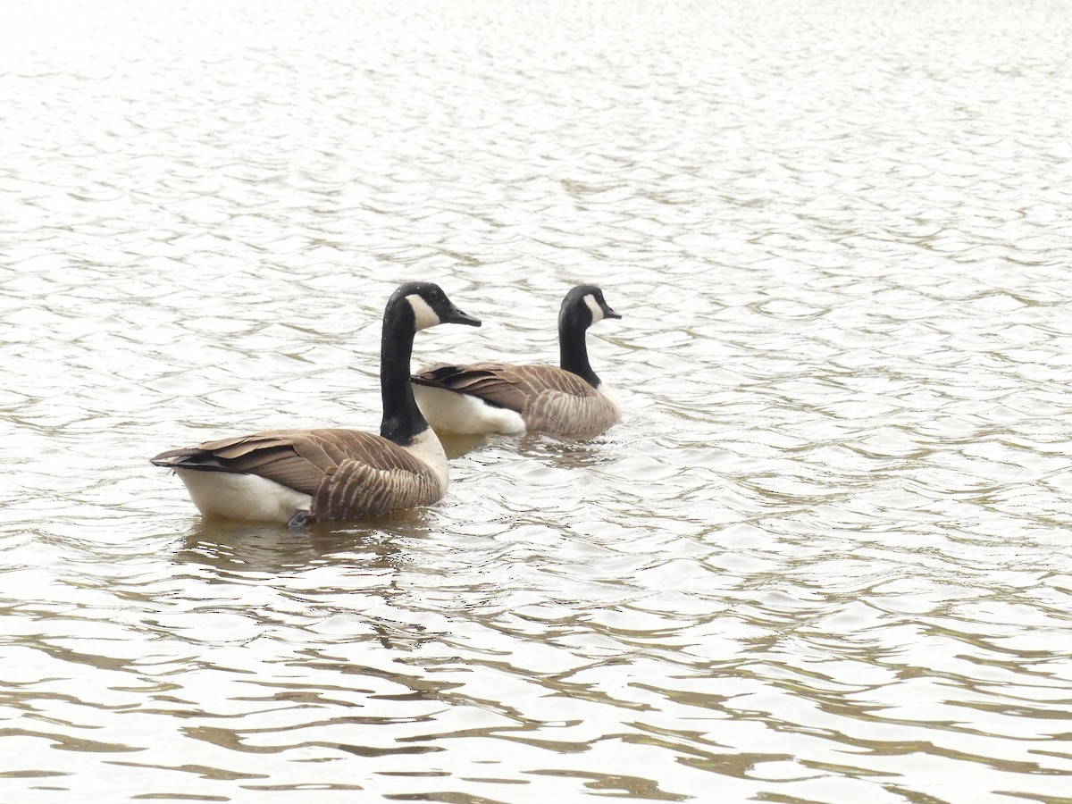 Canada Goose - ML217421491