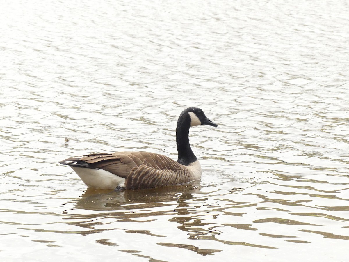 Canada Goose - ML217421501
