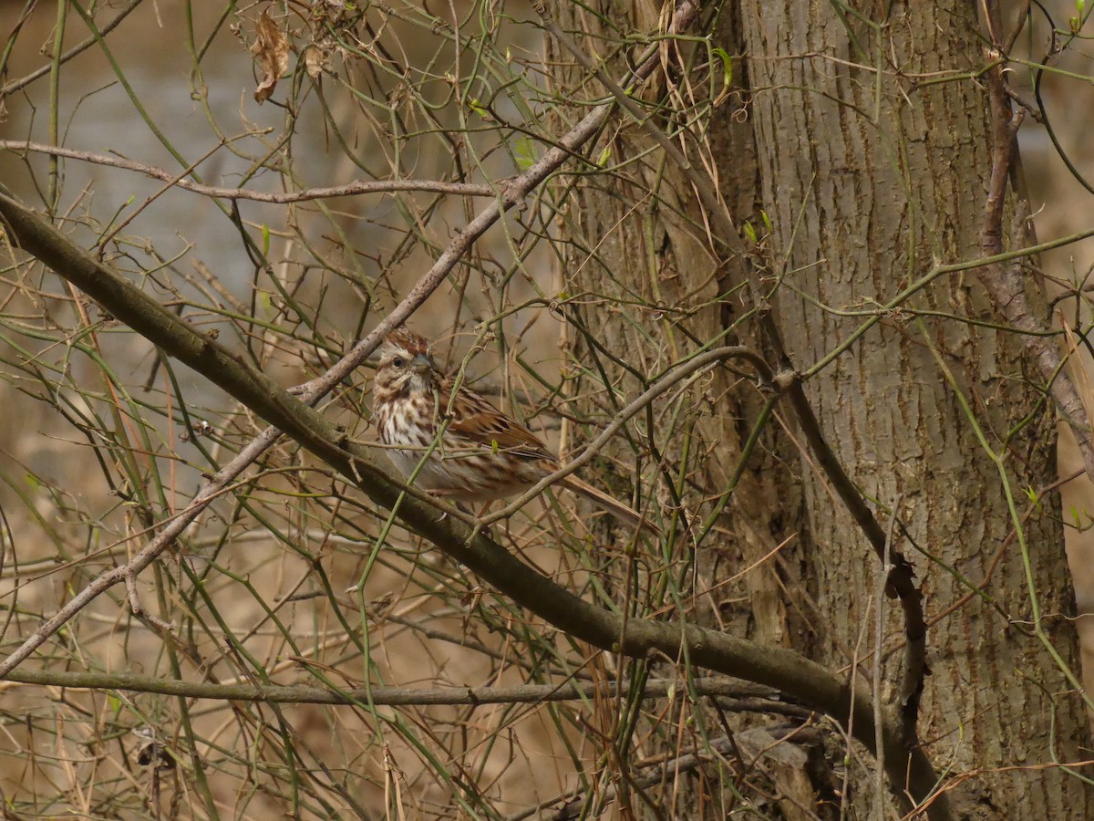 Song Sparrow - ML217421601