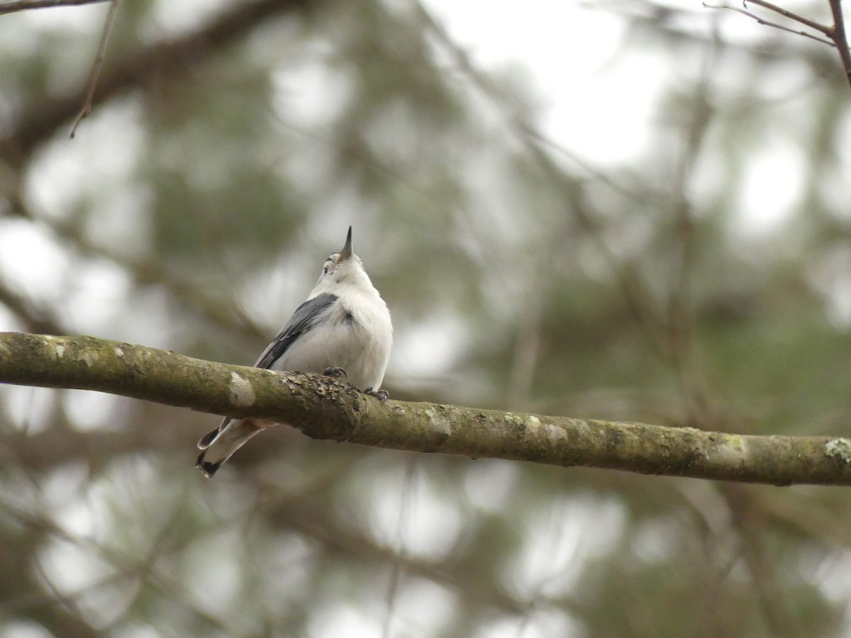 White-breasted Nuthatch - ML217422061