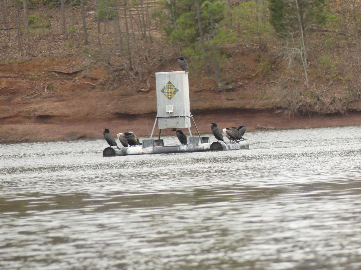Double-crested Cormorant - ML217422241