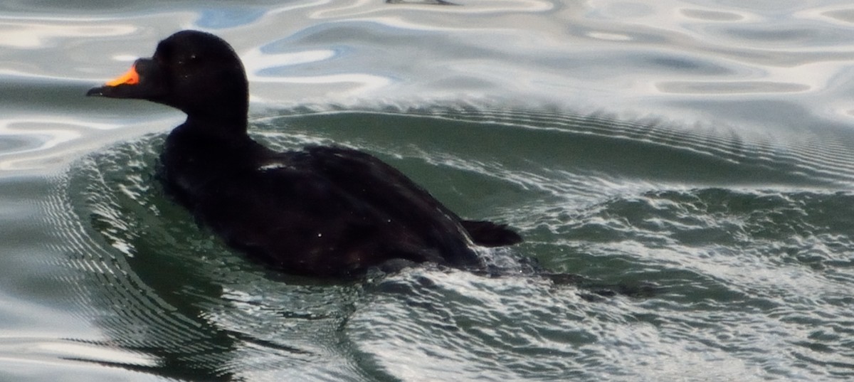 Common Scoter - Bruce Frazier