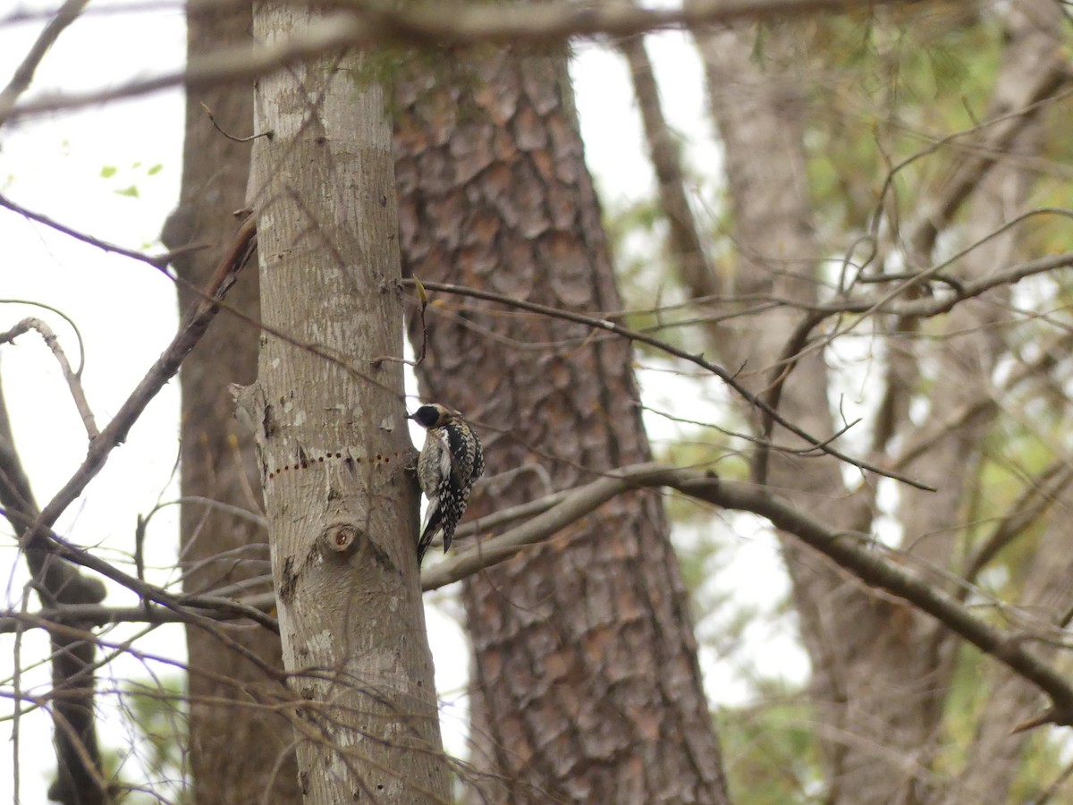 Yellow-bellied Sapsucker - ML217422661