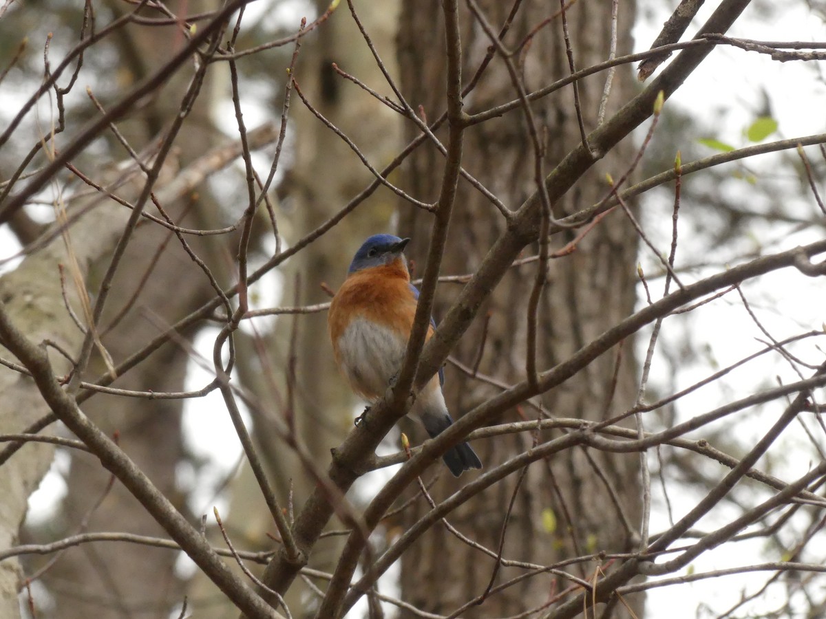 Eastern Bluebird - ML217422731