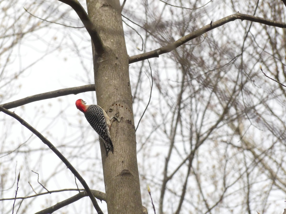 Red-bellied Woodpecker - ML217423061