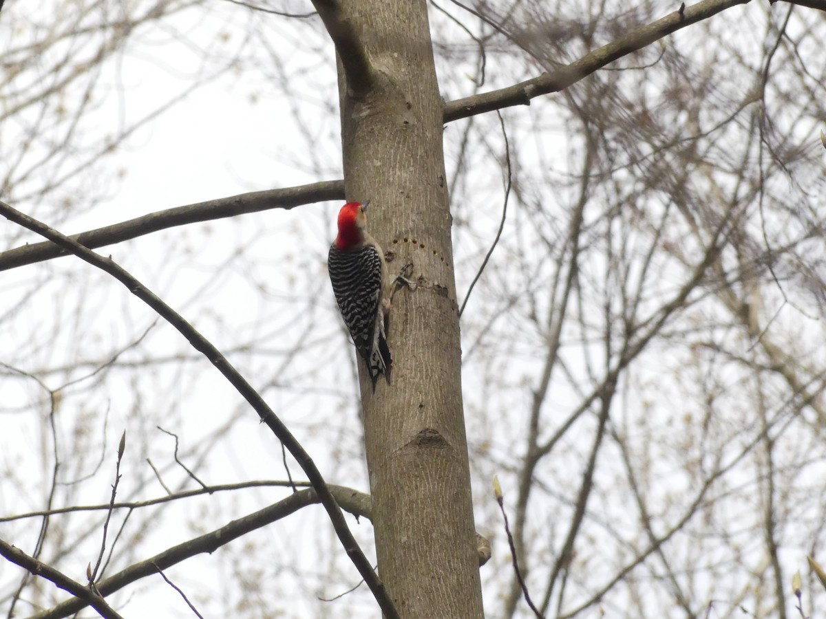 Red-bellied Woodpecker - ML217423071