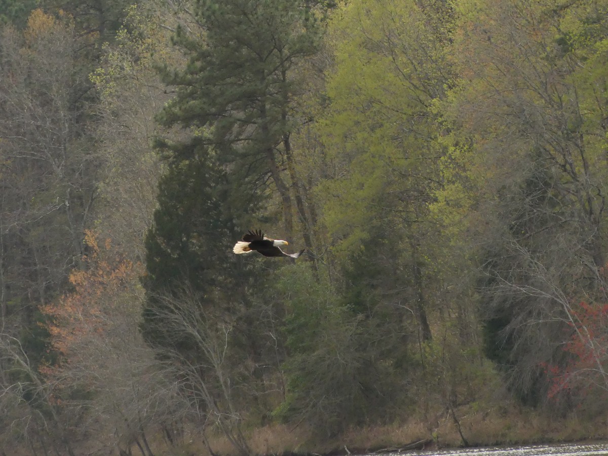 Bald Eagle - ML217423121