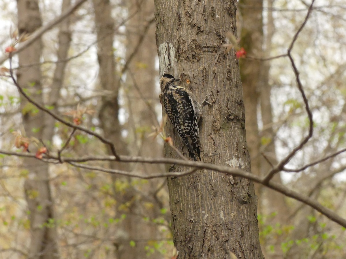 Yellow-bellied Sapsucker - ML217423241