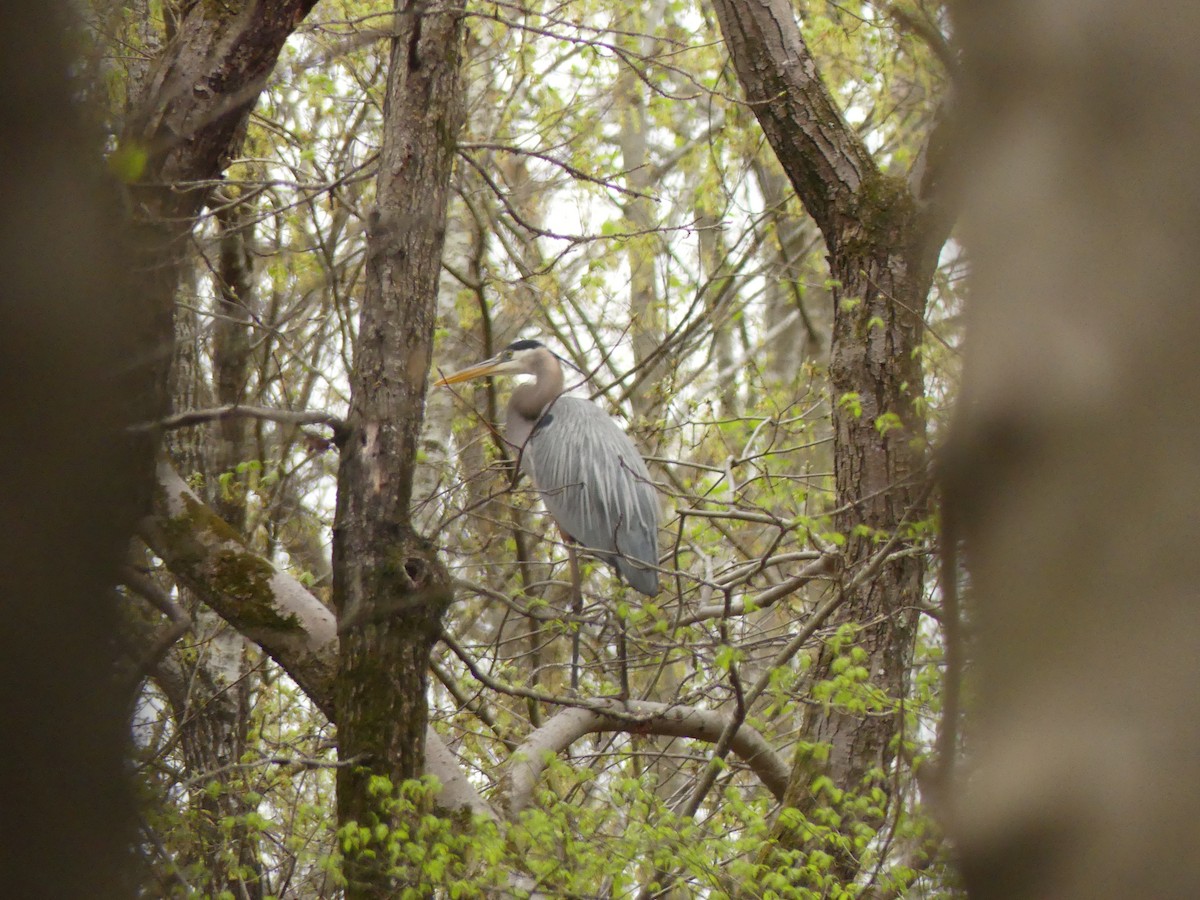 Great Blue Heron - ML217423351