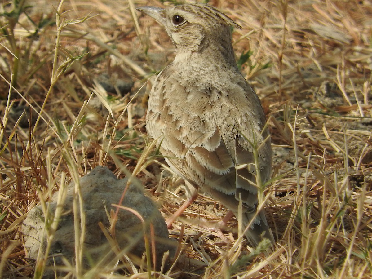 Crested Lark - Pam Rasmussen