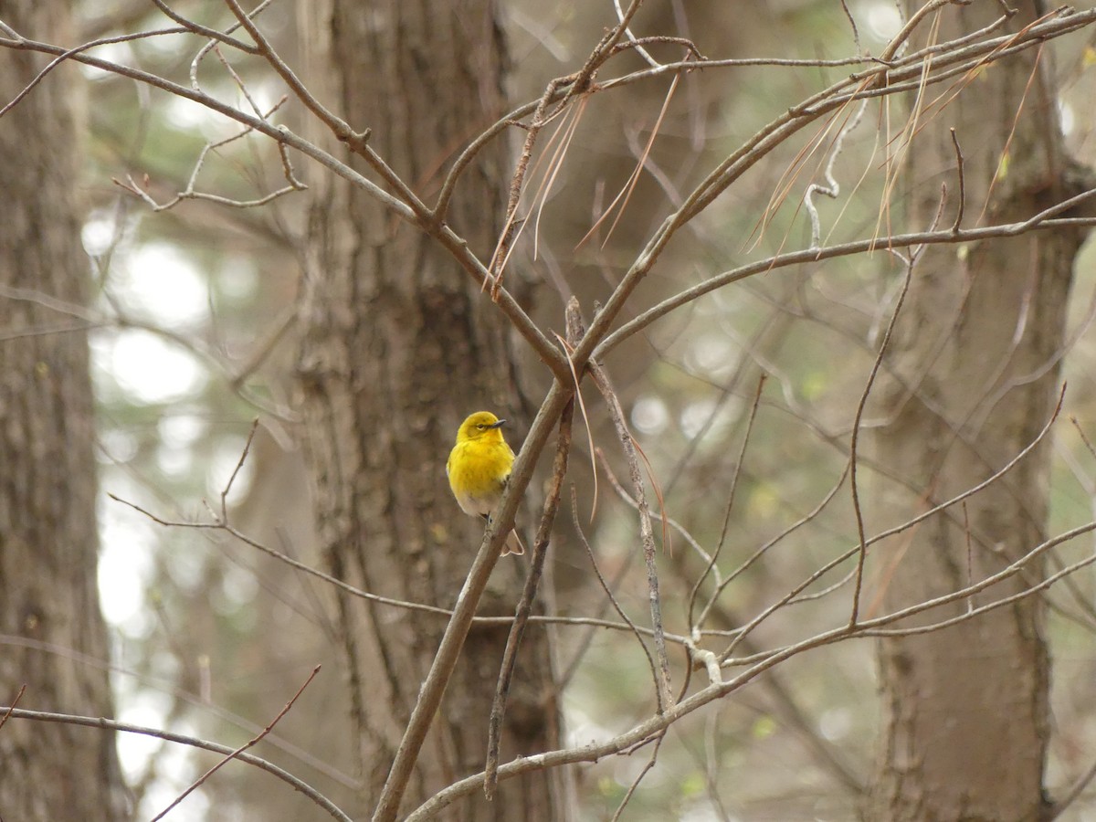 Pine Warbler - ML217423421
