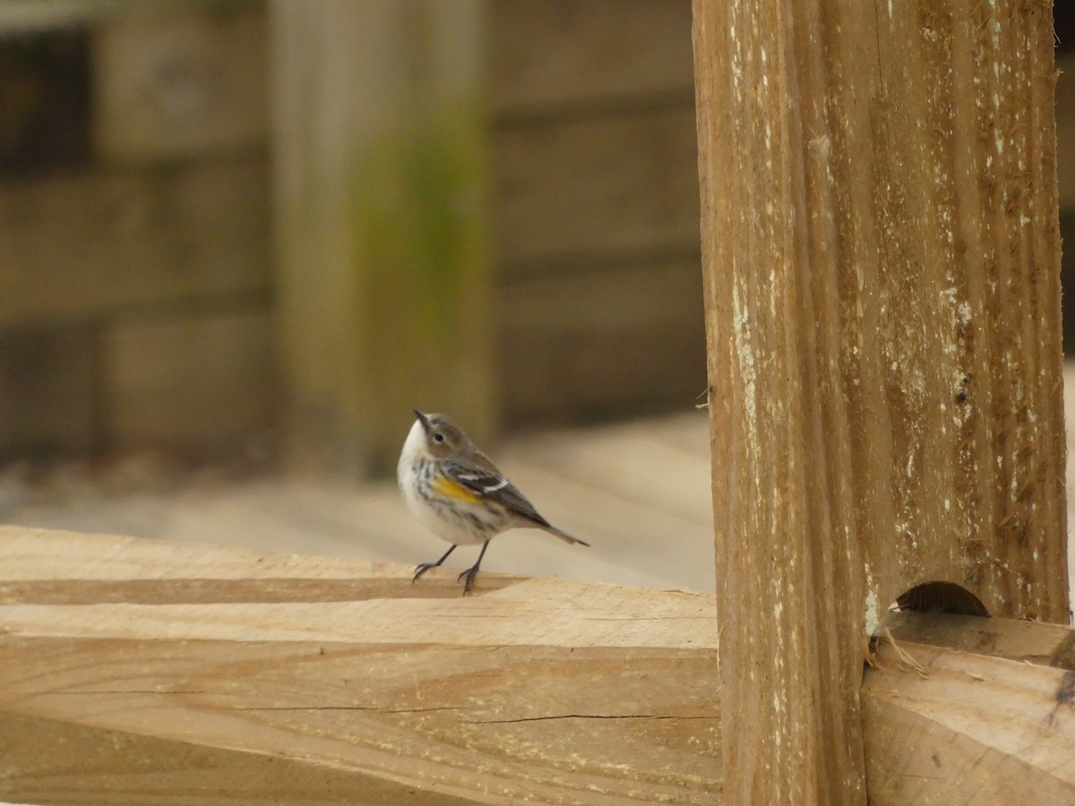 Yellow-rumped Warbler - ML217423481
