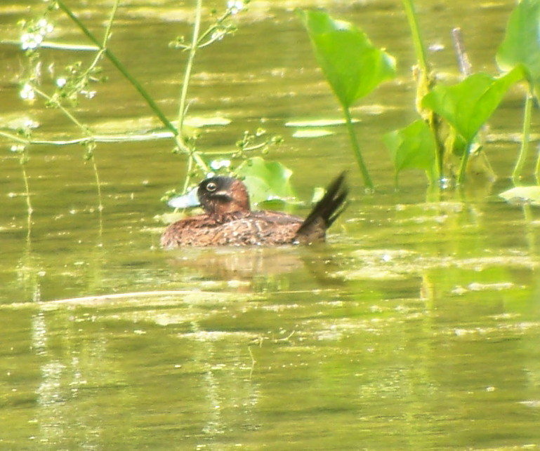 Masked Duck - ML21742351