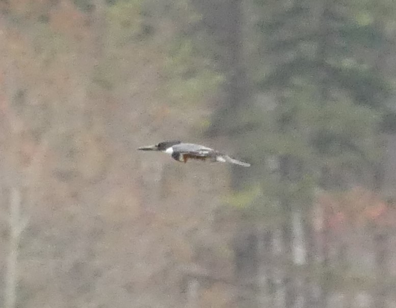 Belted Kingfisher - ML217423611