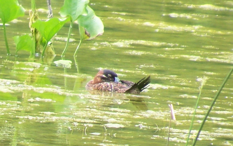 Masked Duck - ML21742371