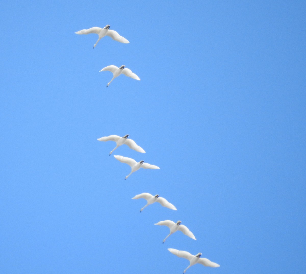 Trumpeter Swan - Shane Sater