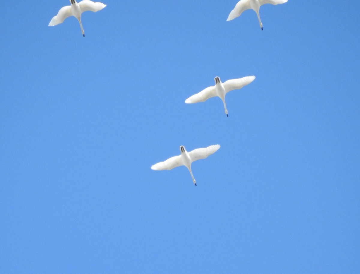 Trumpeter Swan - ML217423841