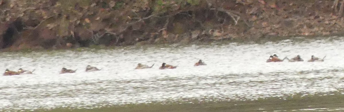 Ruddy Duck - ML217423851