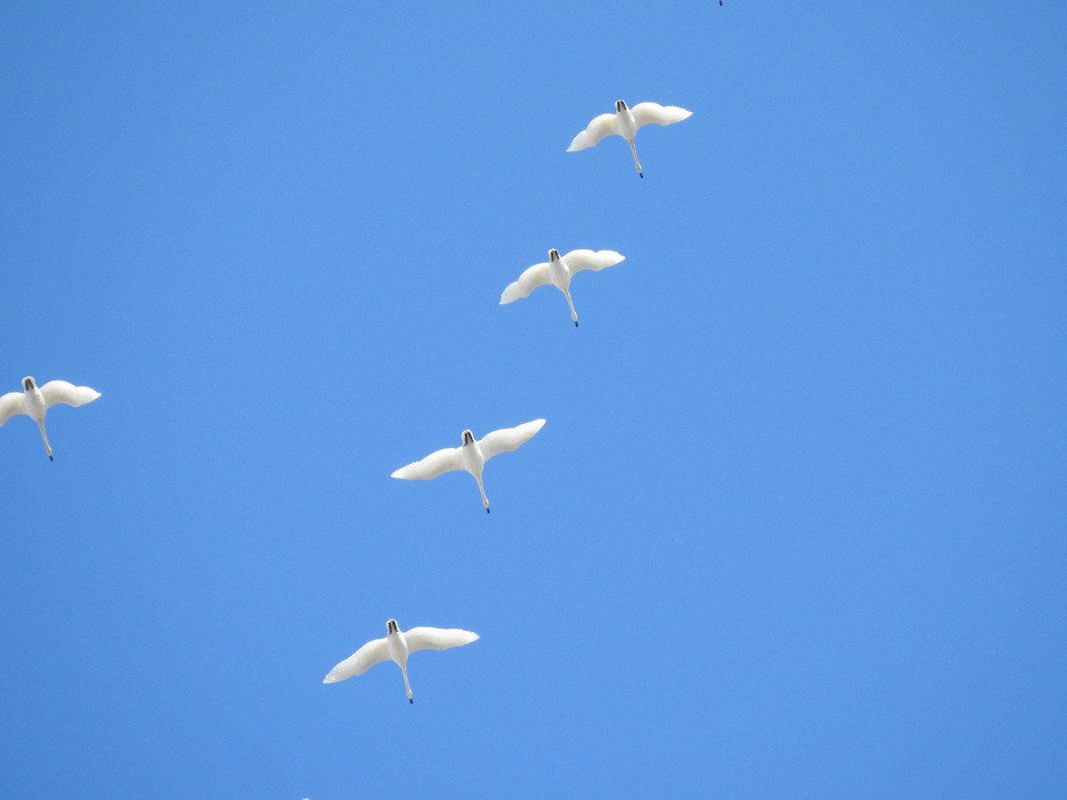 Trumpeter Swan - ML217423931