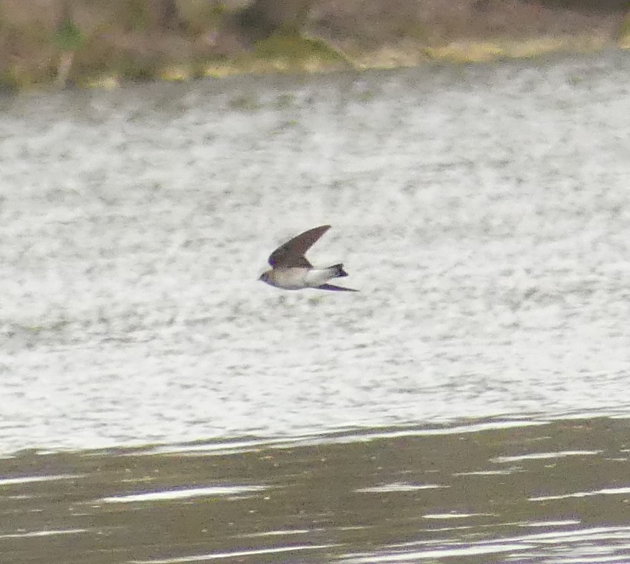 Northern Rough-winged Swallow - ML217424221