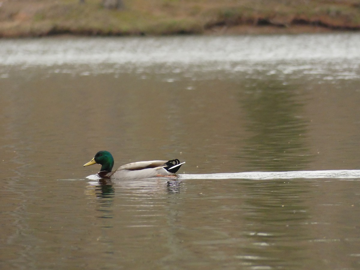 Mallard - ML217424441