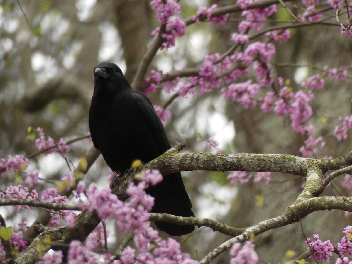 American Crow - ML217424561