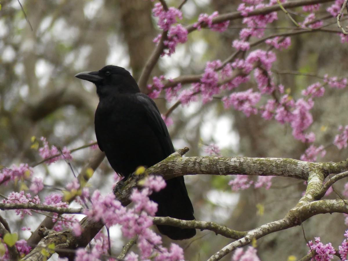 American Crow - ML217424571