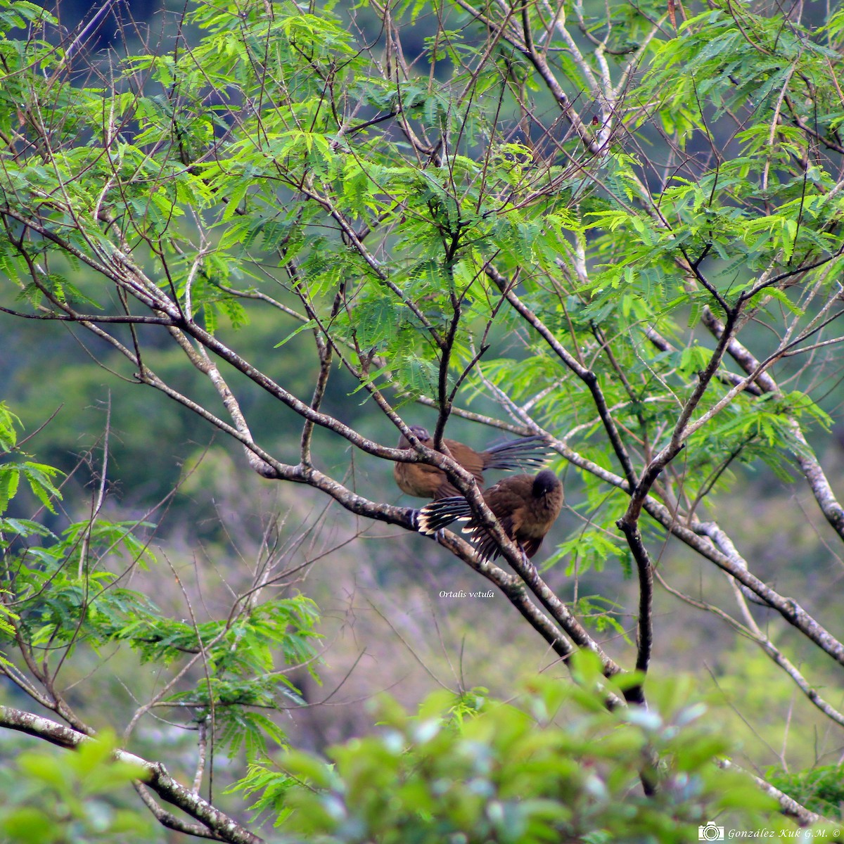 Chachalaca Norteña - ML217425011