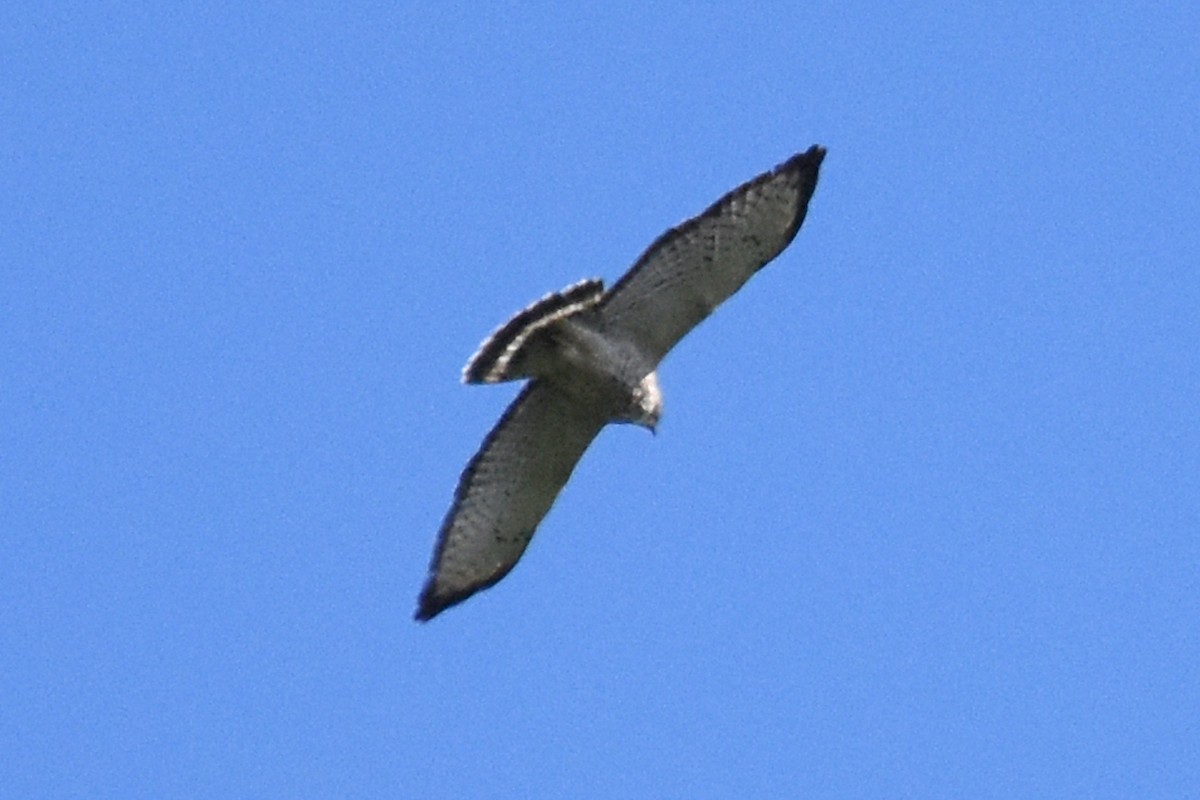 Broad-winged Hawk - ML217425181