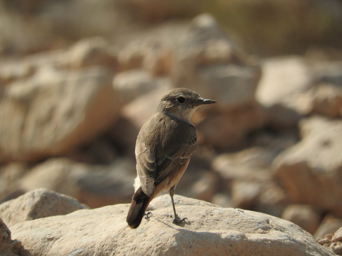 Persian Wheatear - Pam Rasmussen