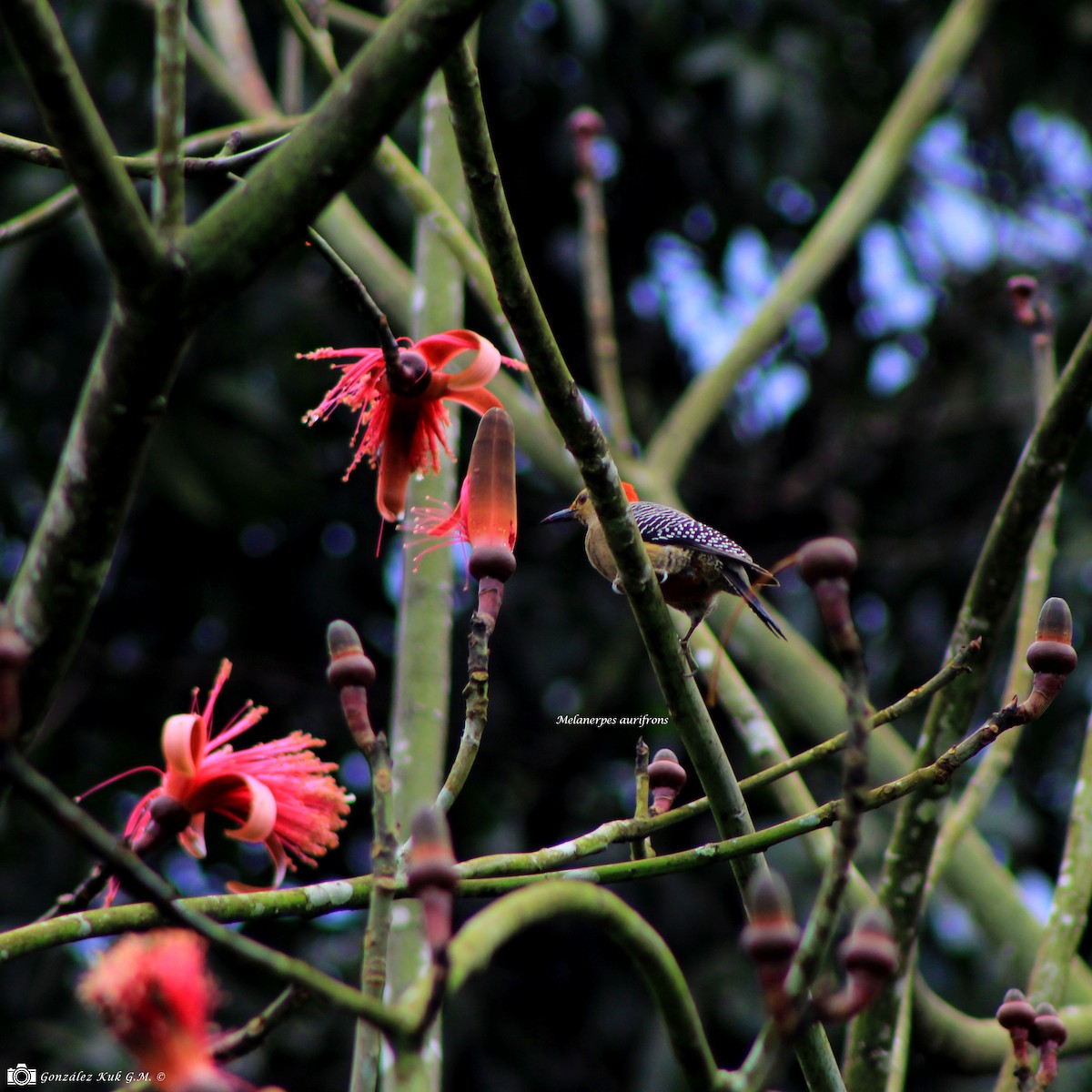 Golden-fronted Woodpecker - ML217425951