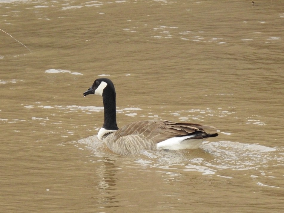 Canada Goose - ML217426041