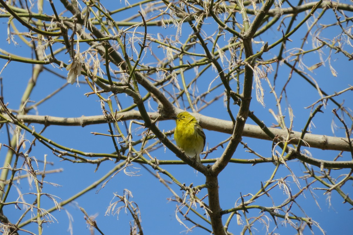 Pine Warbler - Patrick Kopko