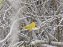 Yellow Warbler - ML217426181