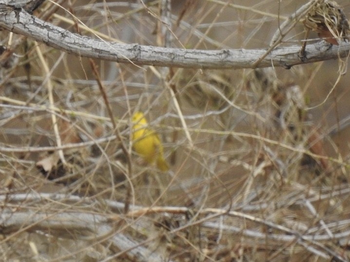 Yellow Warbler - ML217426301