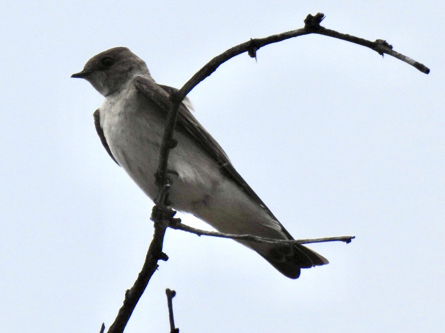 Northern Rough-winged Swallow - ML217426421