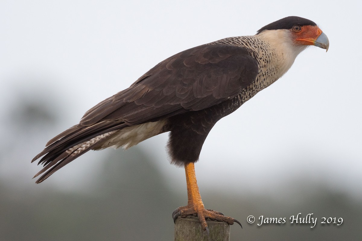 Crested Caracara (Northern) - ML217427381