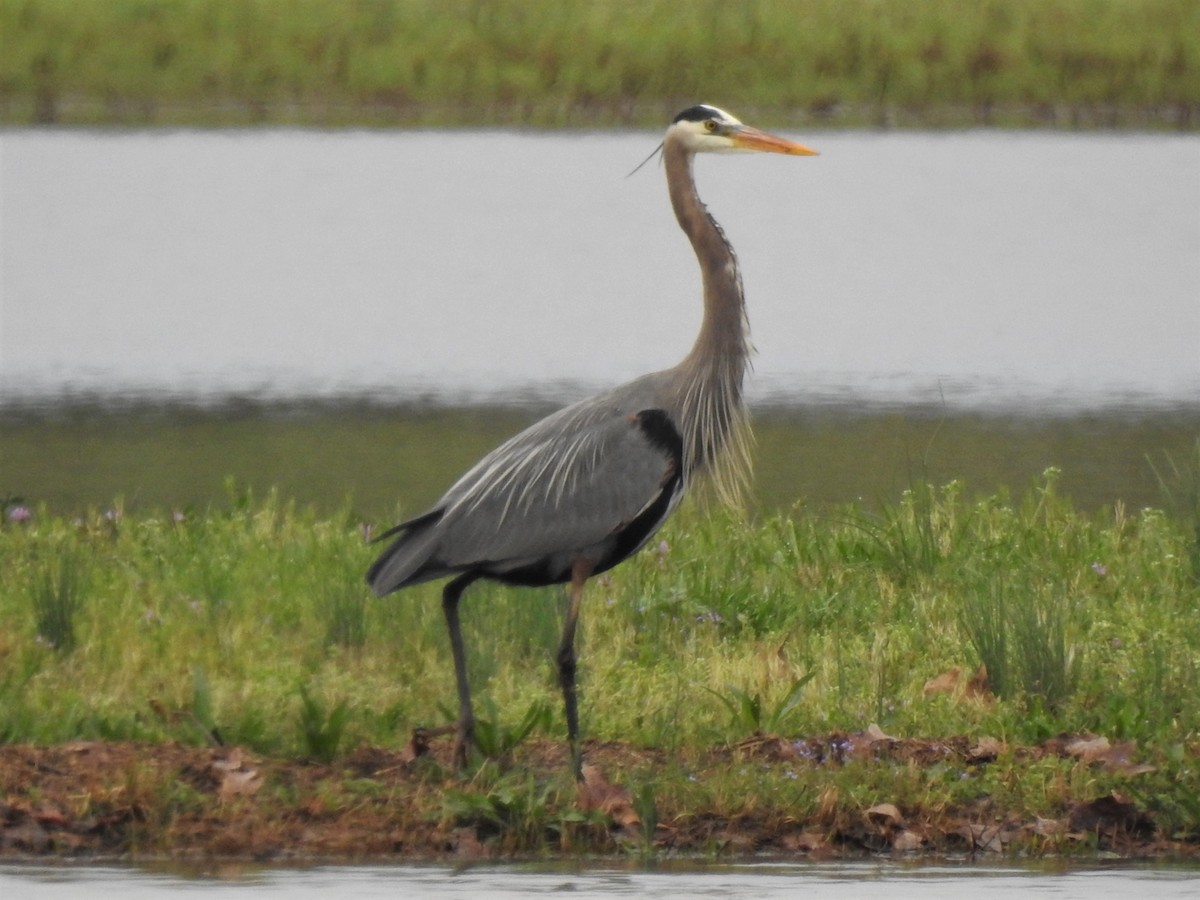 Great Blue Heron - ML217427561