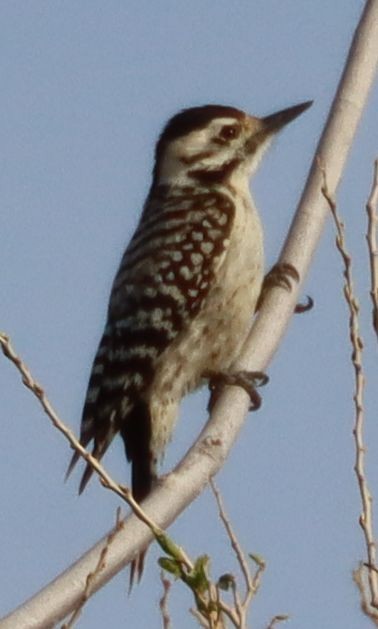 Ladder-backed Woodpecker - ML217427821