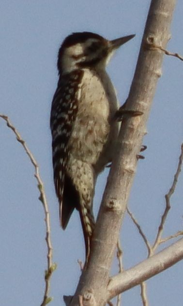 Ladder-backed Woodpecker - David Kettering