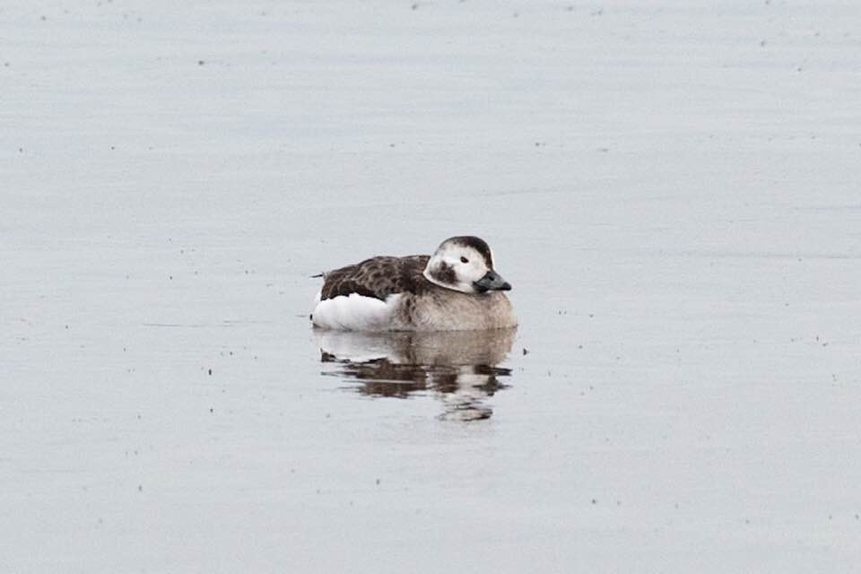 Long-tailed Duck - ML217428101