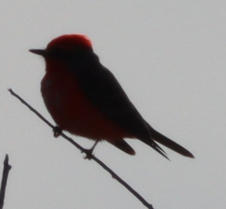 Vermilion Flycatcher - David Kettering