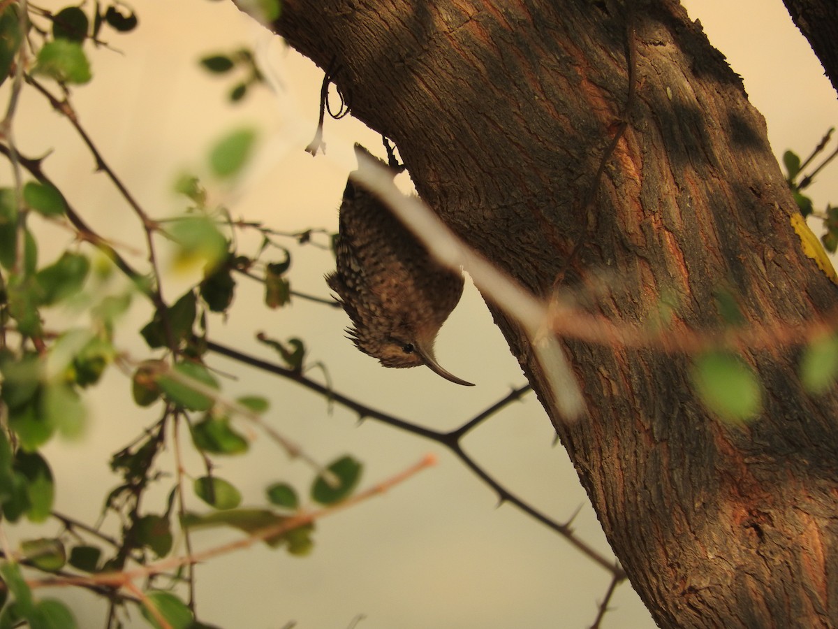 Indian Spotted Creeper - Pam Rasmussen