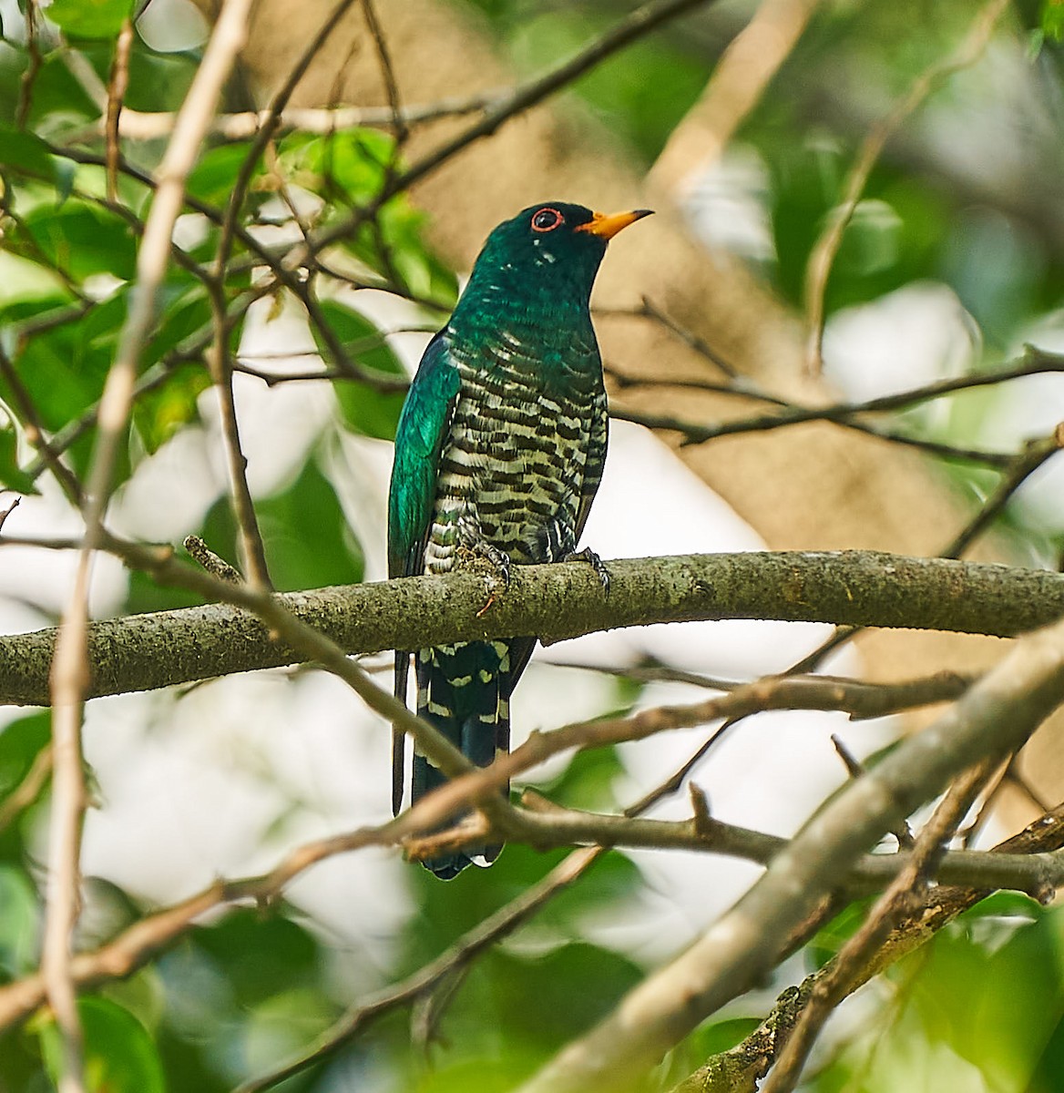 Asian Emerald Cuckoo - Steven Cheong