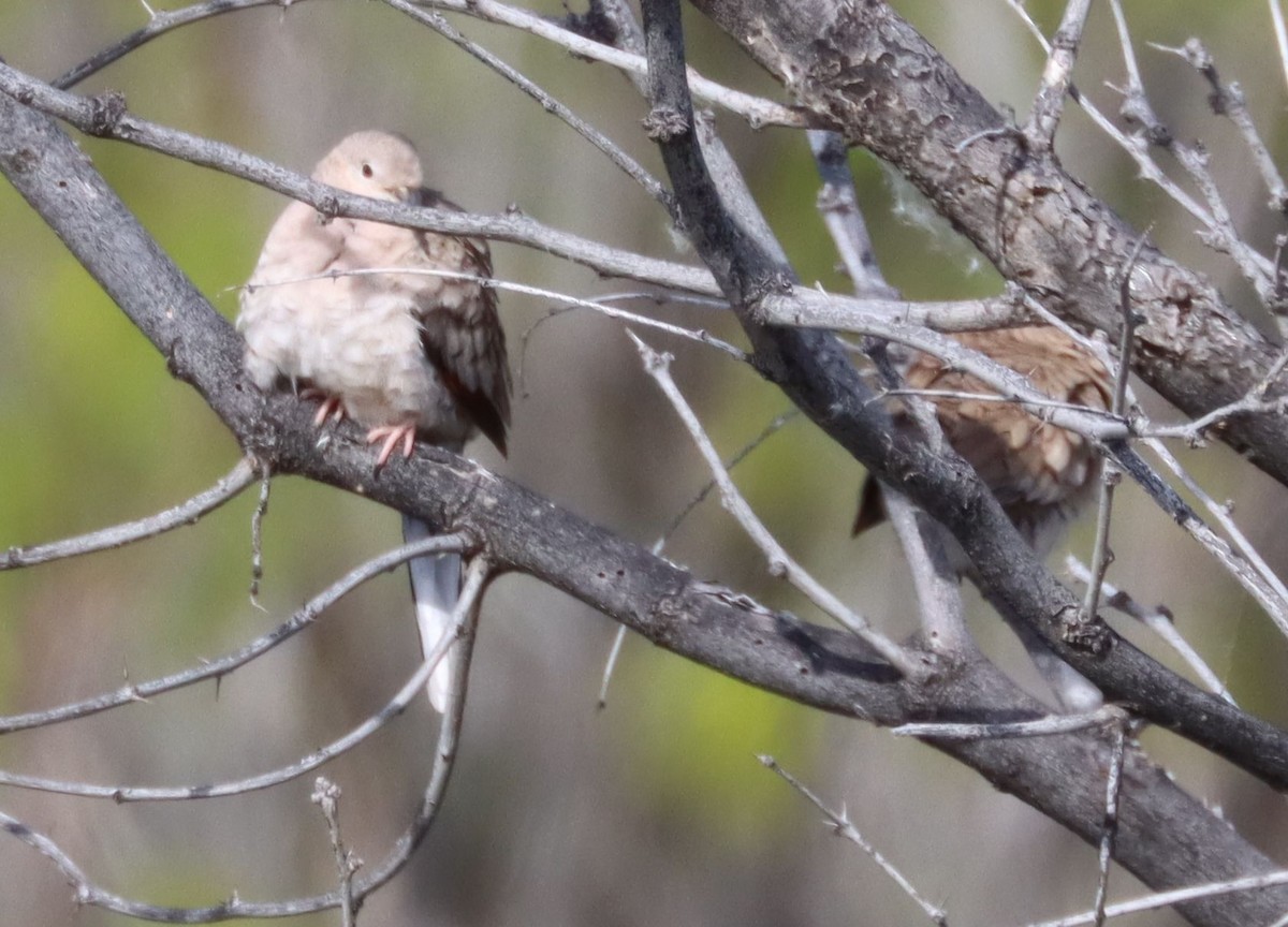 Inca Dove - David Kettering