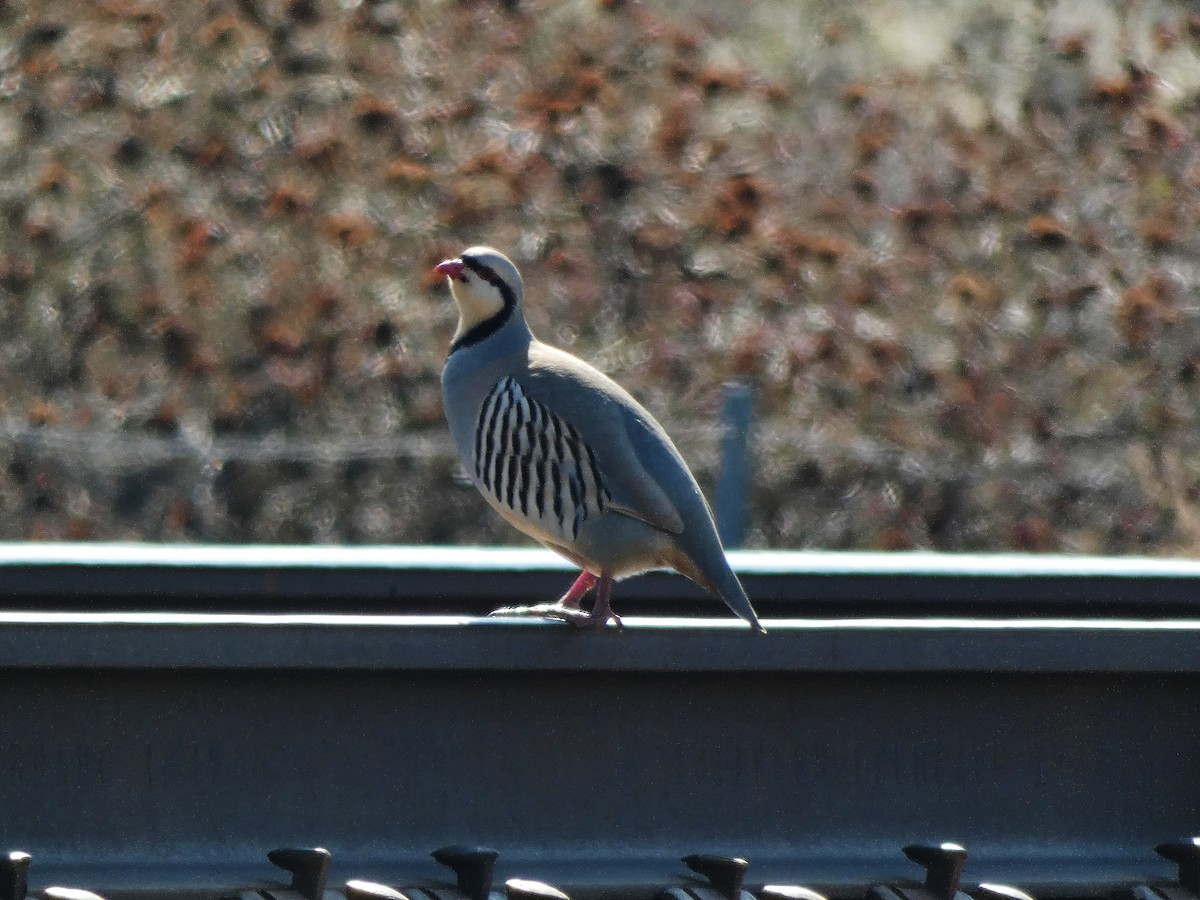 Chukar - ML217432501