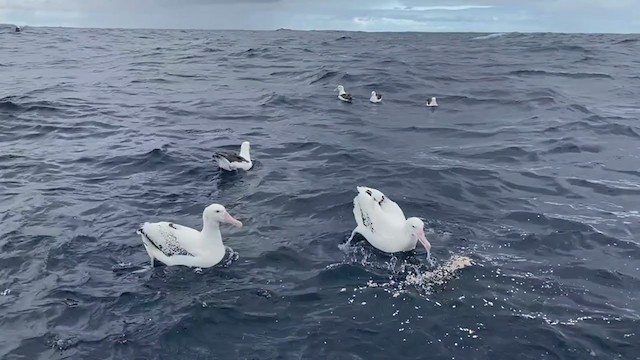 albatros stěhovavý - ML217432841
